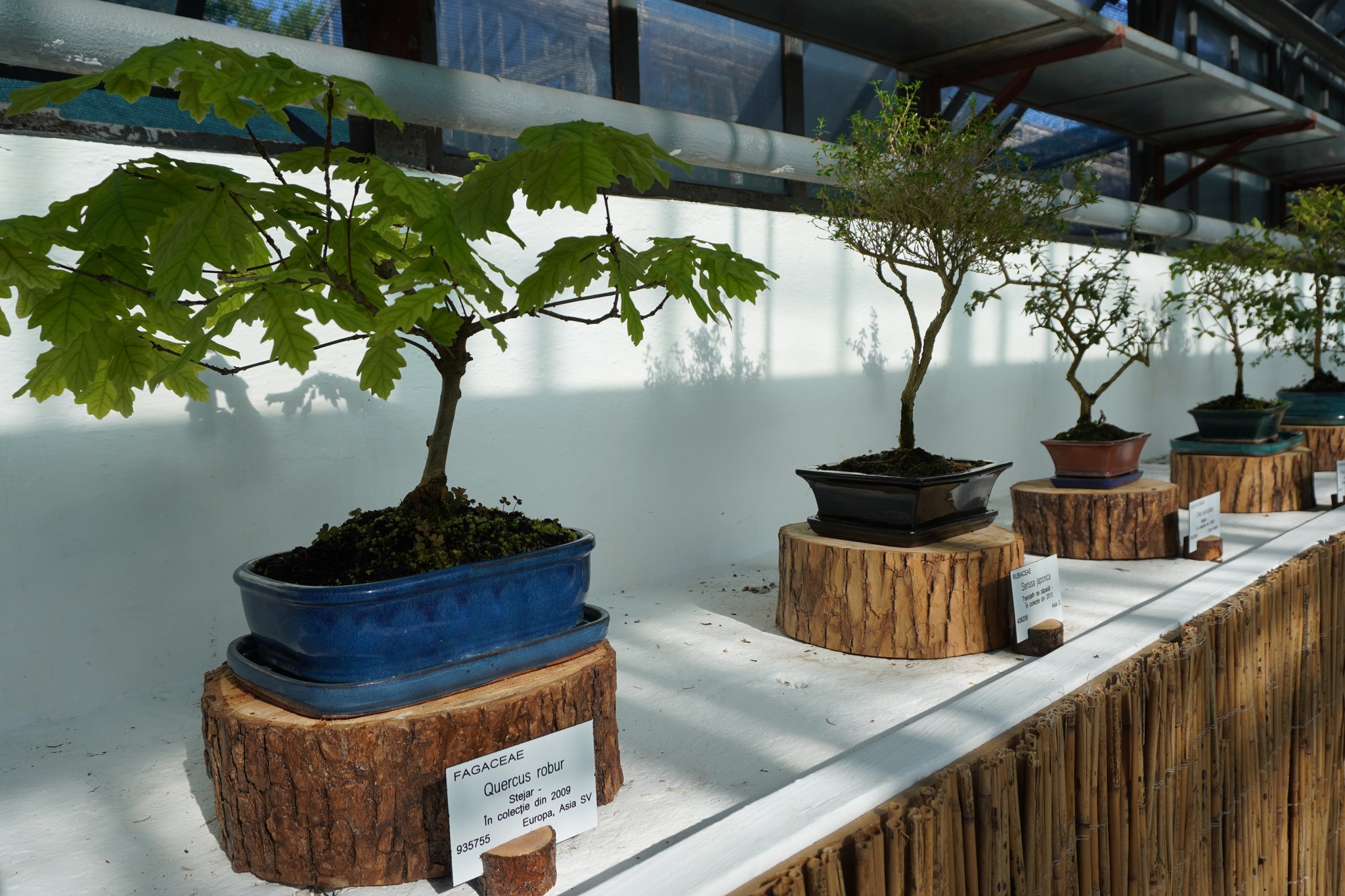 Expozitie de Bonsai la Cluj