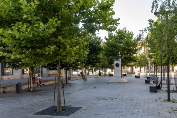 Primăria lui Boc se laudă cu câți copaci a plantat! Dar oare câți au fost tăiați?