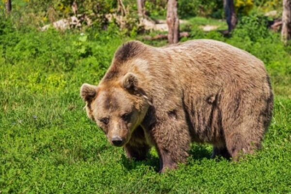 Bărbat atacat de urs în propria curte. S-a emis RO-ALERT