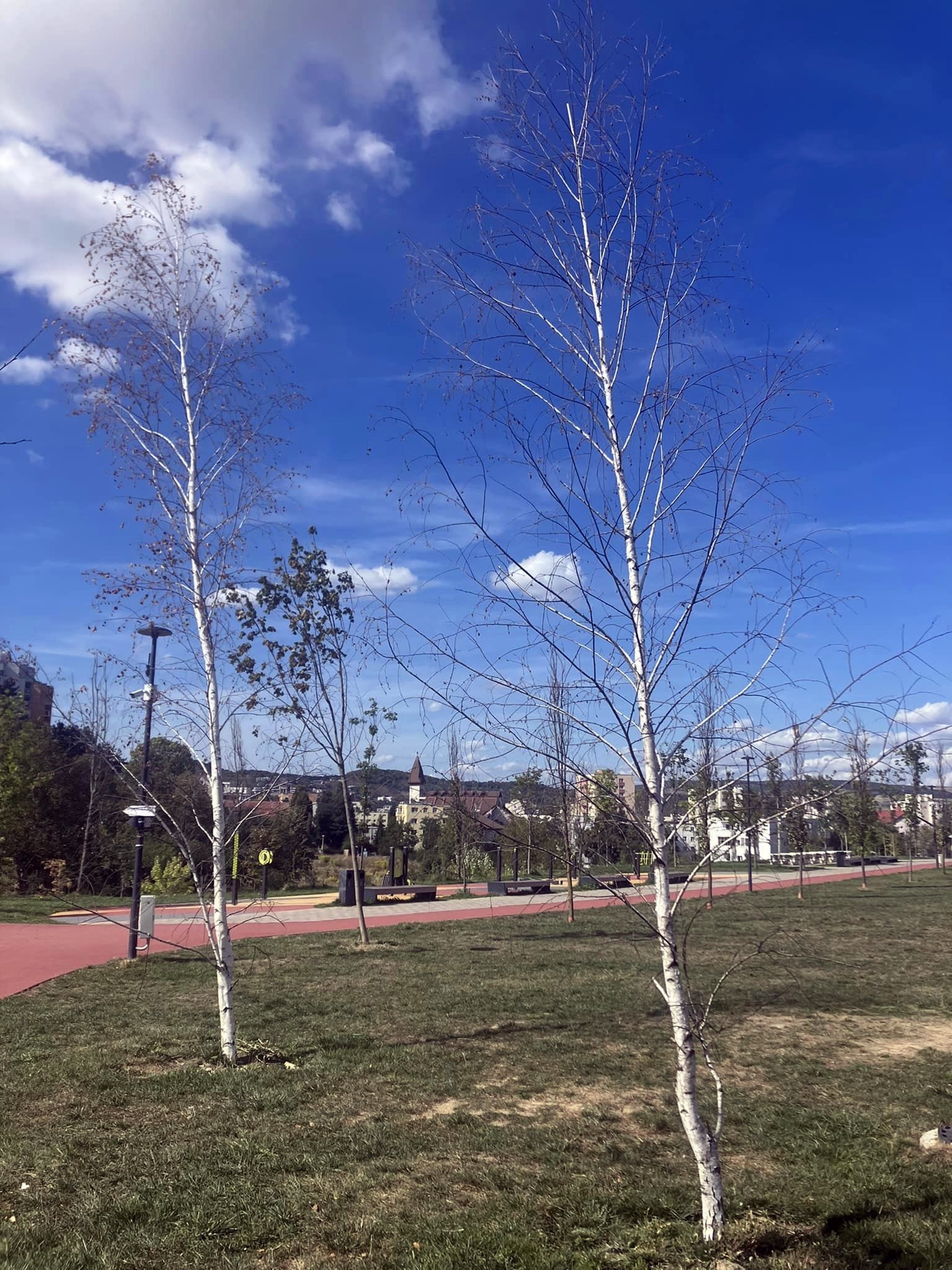 arbori uscati 