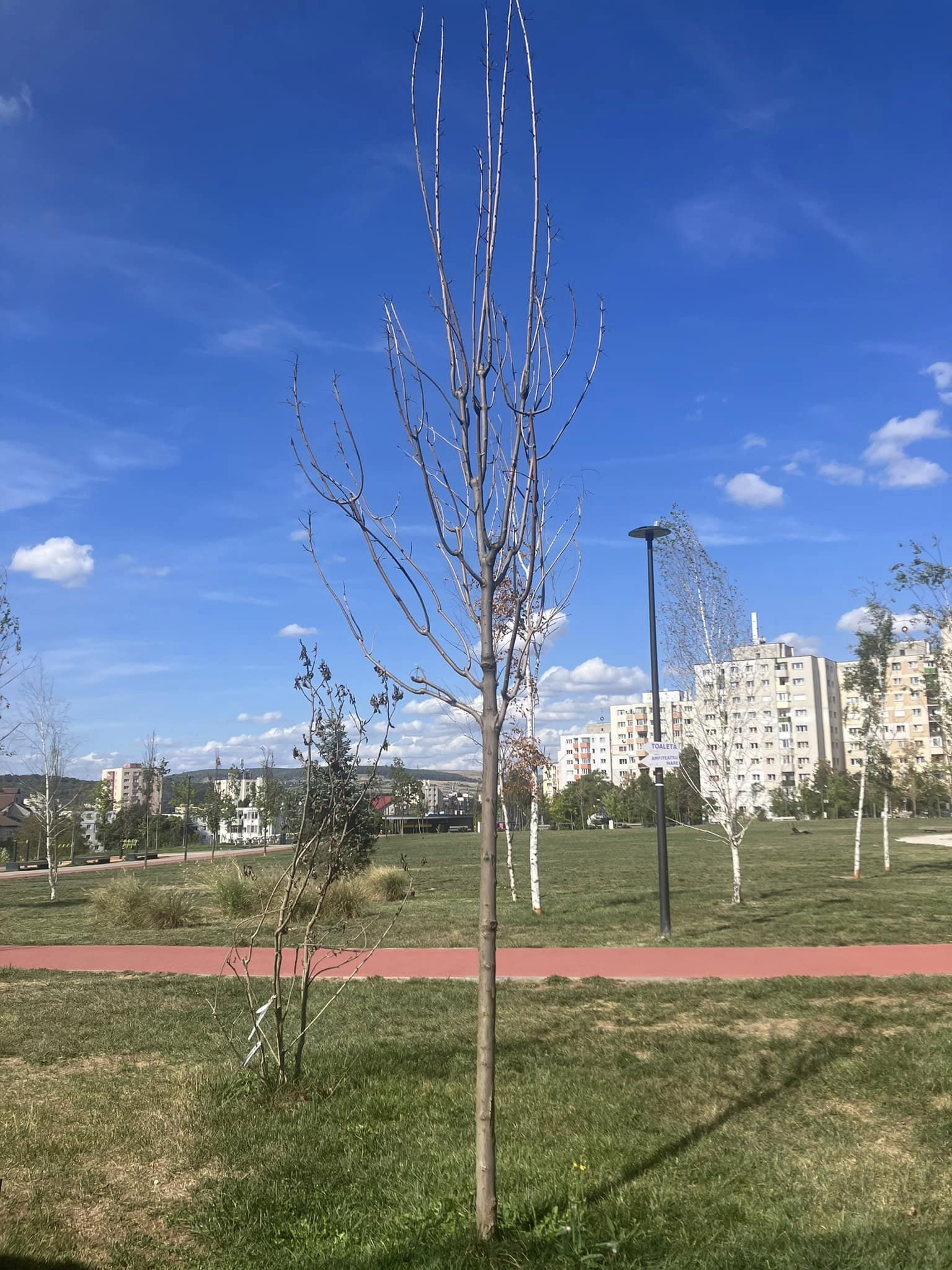arbori uscati 
