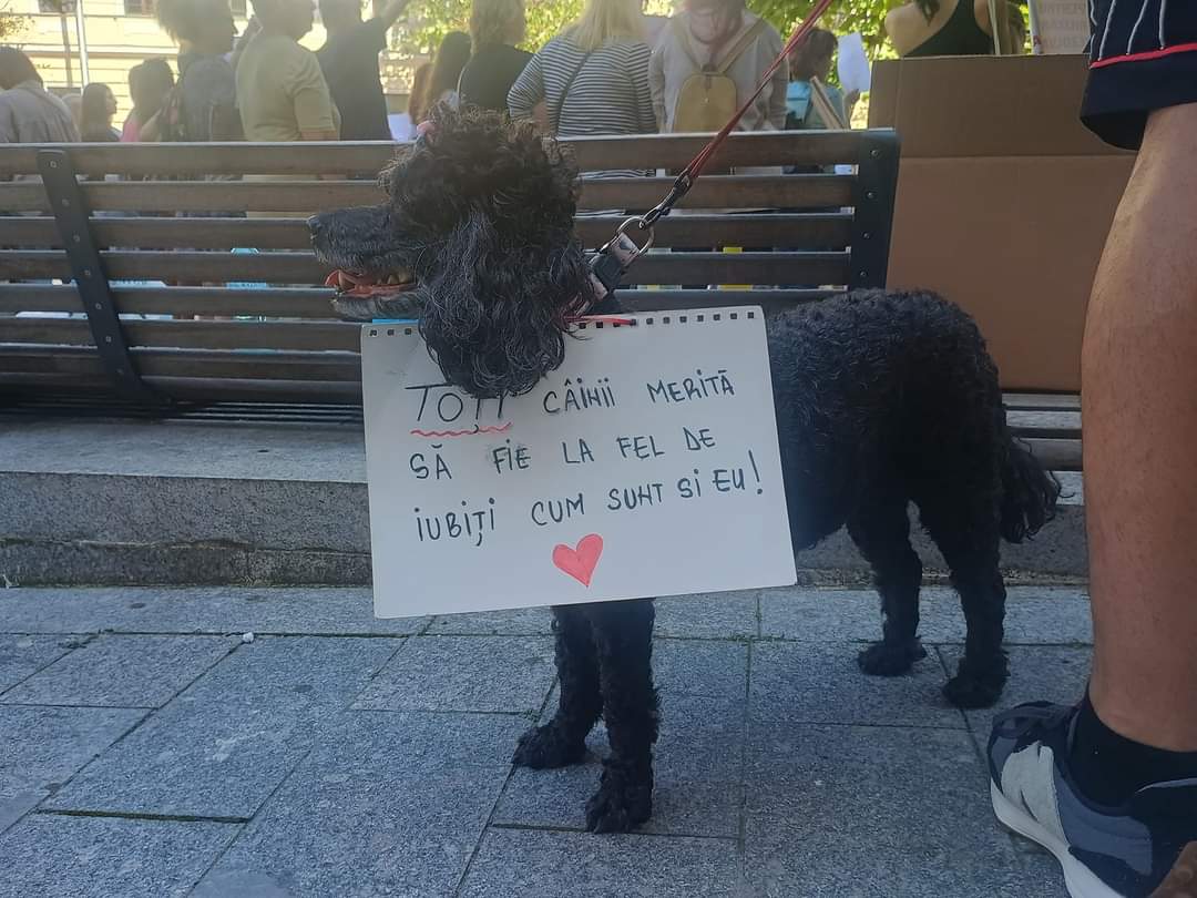 Sute de clujeni la protestul pentru drepturile animalelor