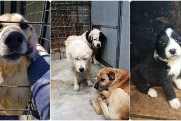 Aproape 300 de căței frumoși așteaptă să fie adoptați la Cluj