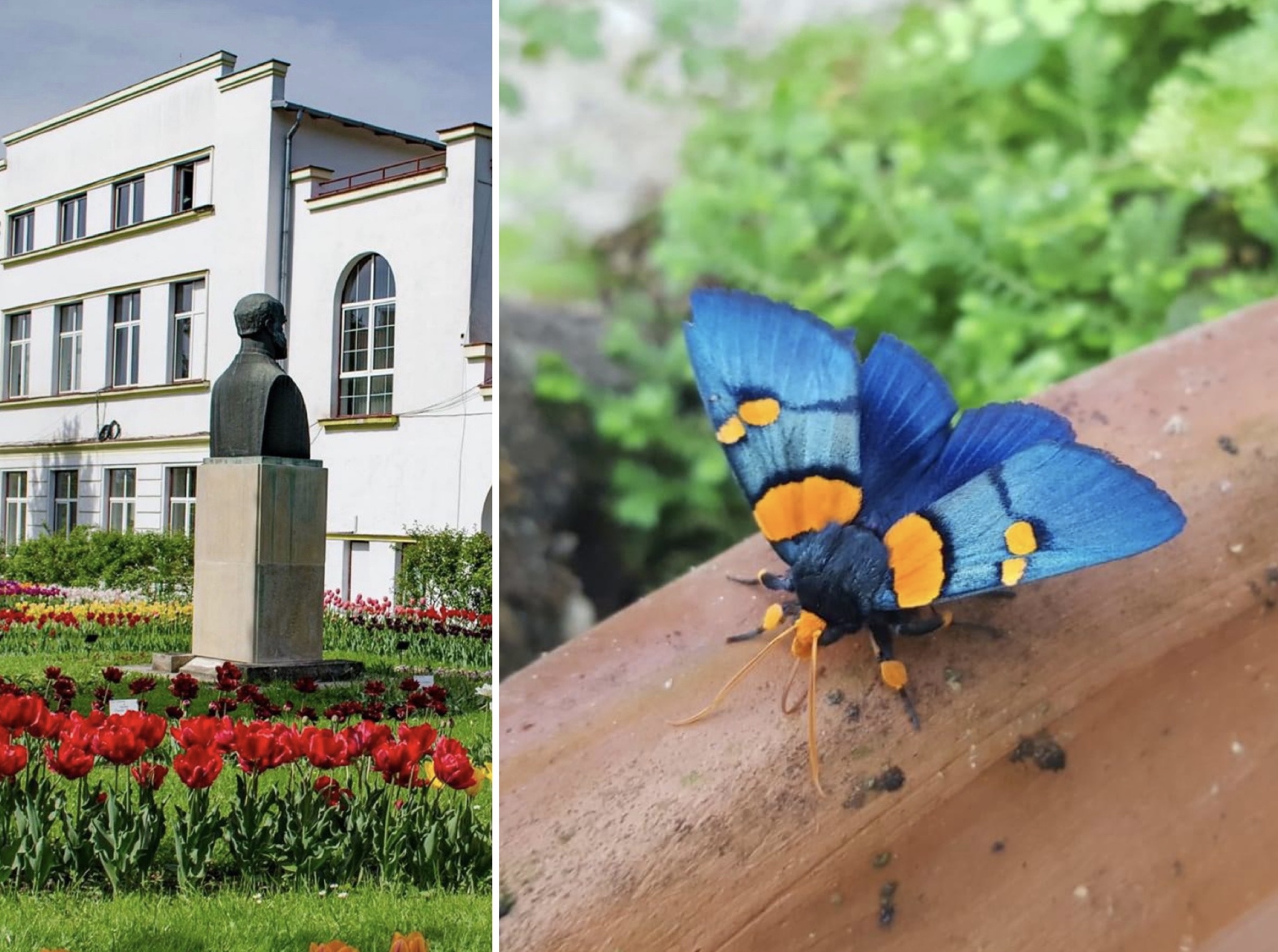 Expoziție inedită de fluturi vii la Gradina Botanică din Cluj începe astăzi