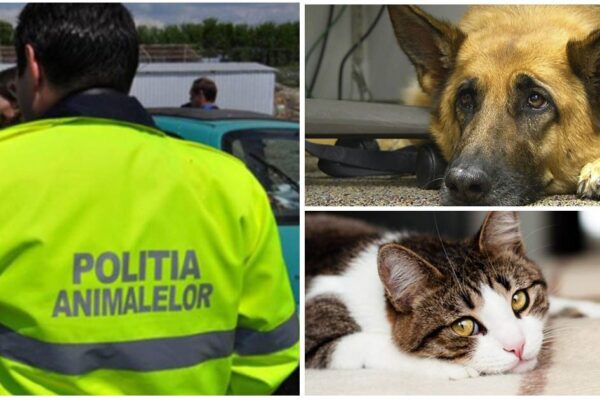 Acțiuni ample ale Poliției Animalelor Cluj s-au lăsat cu amenzi uriașe