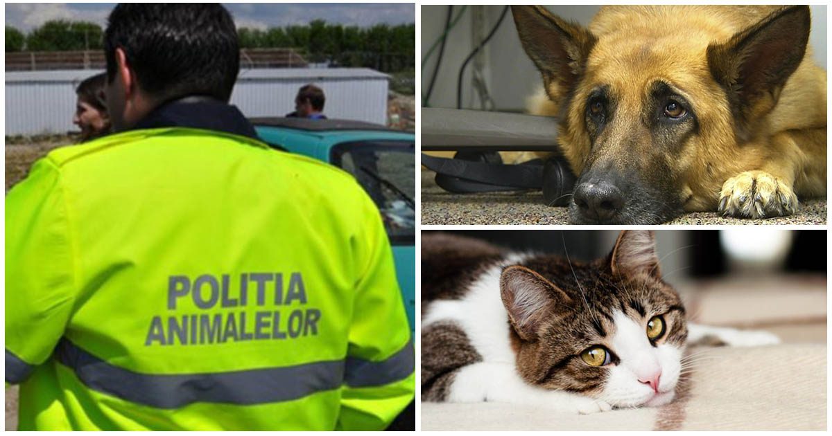 Acțiuni ample a Poliției Animalelor Cluj