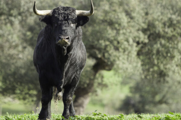 Bărbat ucis de un taur într-o comună din Cluj