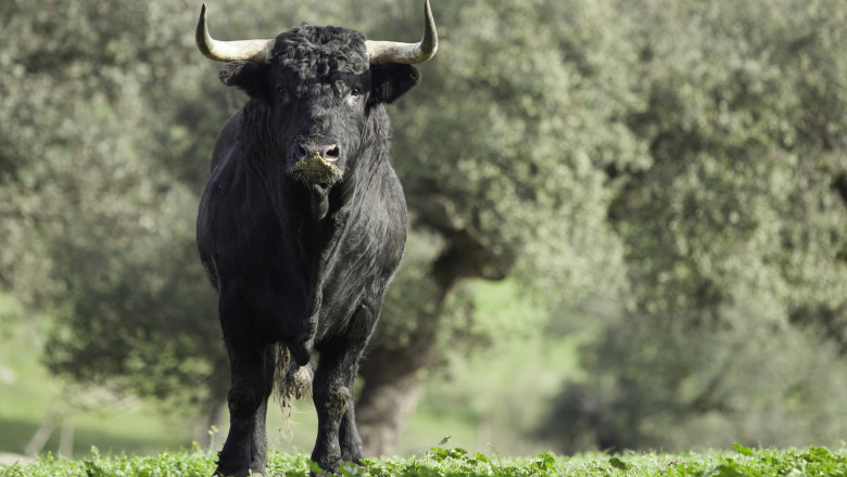 Bărbat ucis de un taur într-o comună din Cluj