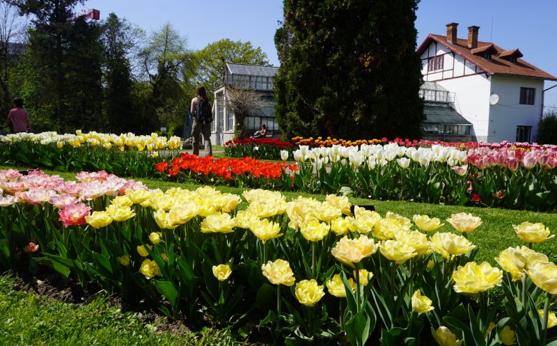 Grădina Botanică scoate la vânzare bulbi