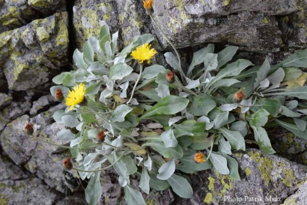 Descoperire impresionantă făcută de cercetătorii UBB Cluj. O plantă rară în lume descoperită în Munții Carpați