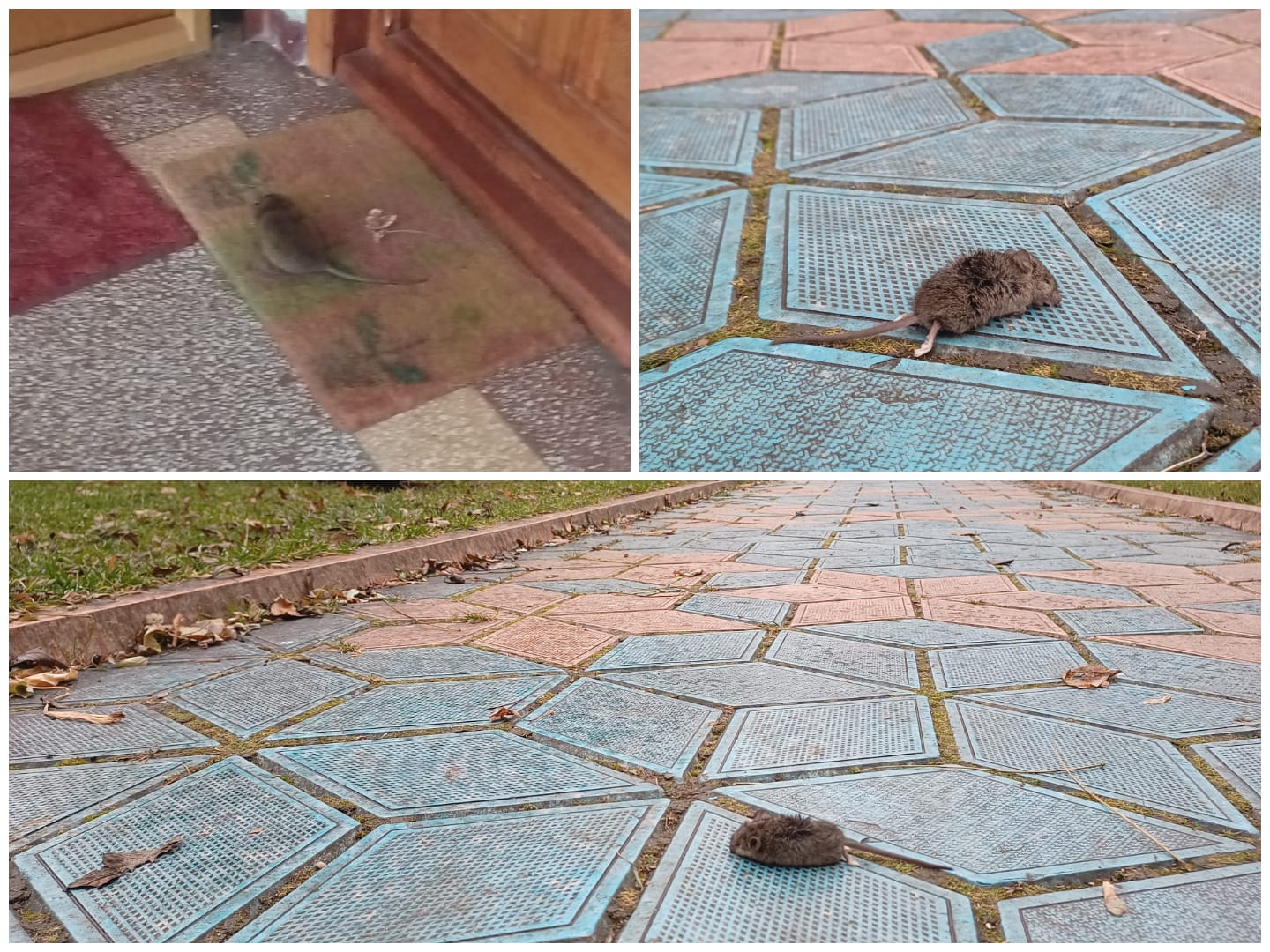 Șobolanii au invadat parcurile în Gheorgheni