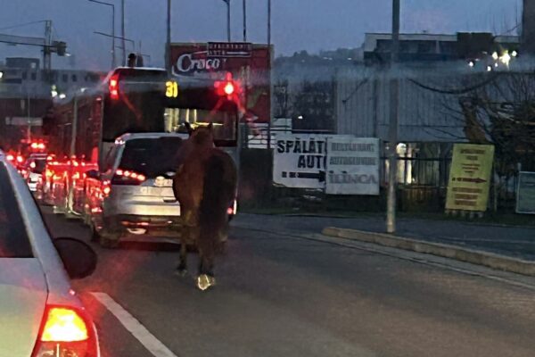 Clujul e plin de surprize maxime. Un cal singur aștepta la semafor pe Calea Baciului