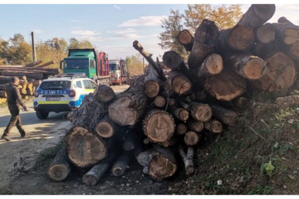Doi pădurari din Valea Ierii prinși la furat de lemne