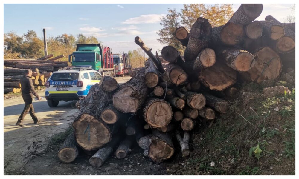 Doi pădurari din Valea Ierii prinși la furat de lemne