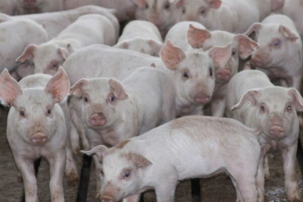 Amenzi uriașe pentru cei care vând ilegal carne de porc. ANSVSA a lansat un avertisment