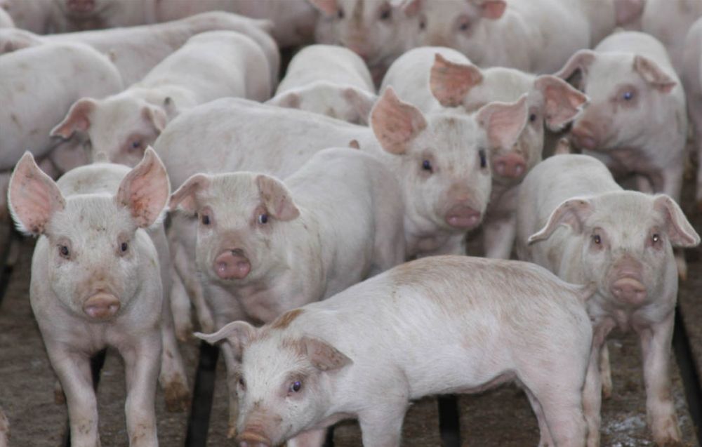 Amenzi uriașe pentru cei care vând ilegal carne de porc
