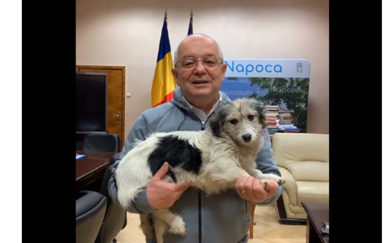 Câinii și pisicile pot fi sterilizați gratuit la Cluj