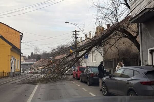 Circulația spre cartierul Grigorescu din Cluj, este blocată. A căzut un copac peste șosea