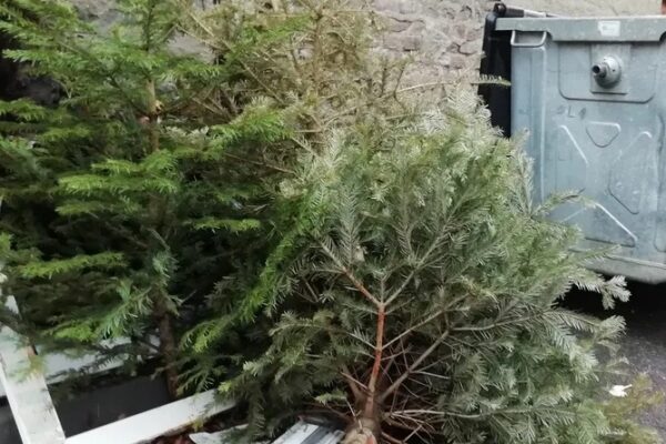 Unde aducem bradul după sărbători la Cluj-Napoca?