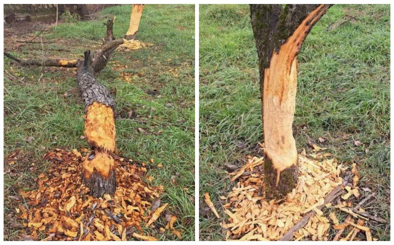 Castorii creează probleme și la Gherla