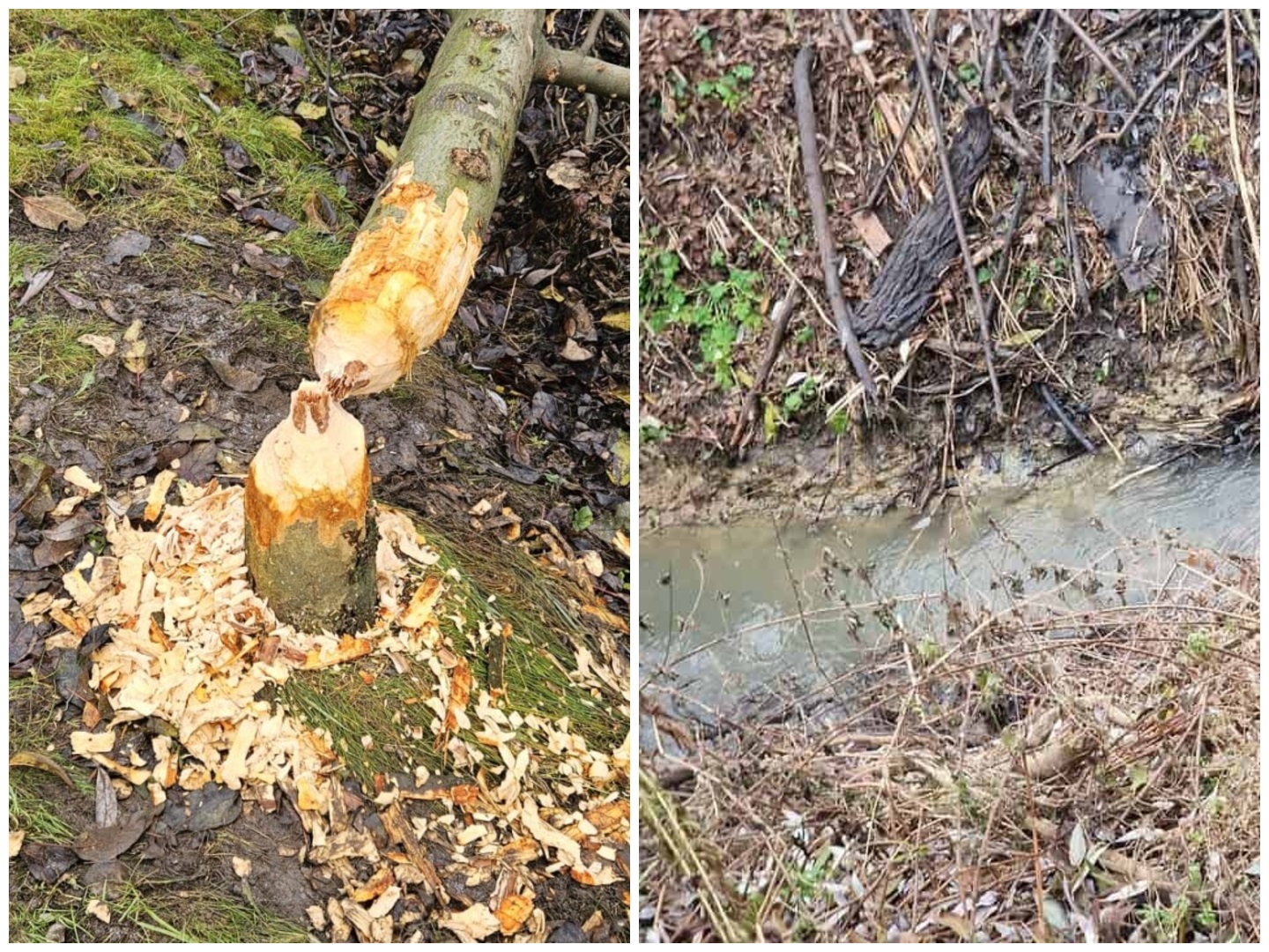 Castorii creează probleme Primăriei Cluj-Napoca