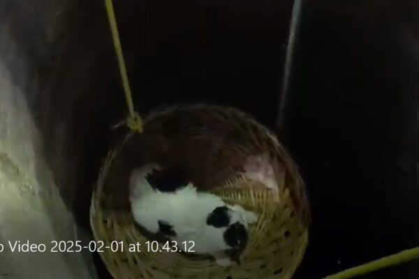 Pompierii clujeni au avut o intervenție mai specială. Au salvat o pisică, căzută în fântână