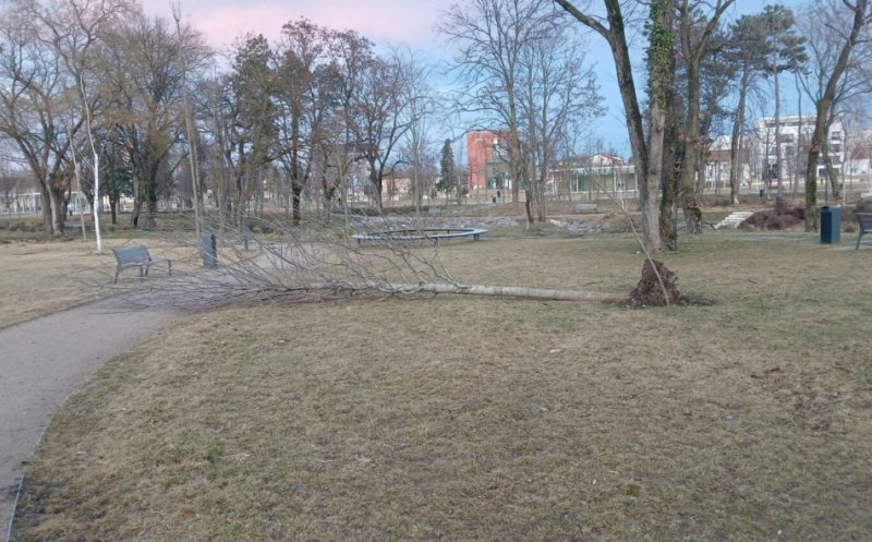 Ce se va întâmpla cu copacii doborâți de vânt în Parcul Feroviarilor