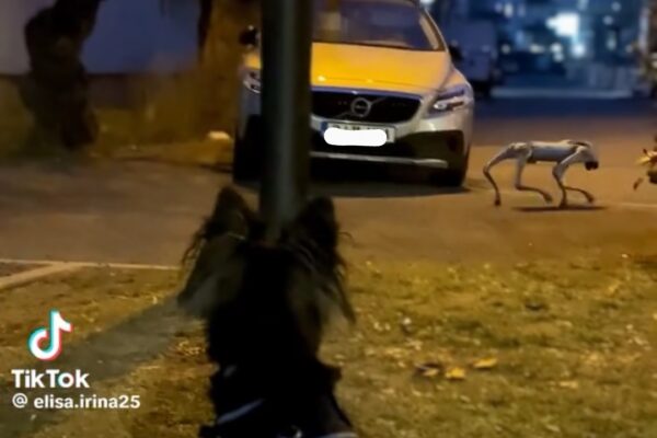 La Cluj-Napoca au început să umble roboții pe străzi