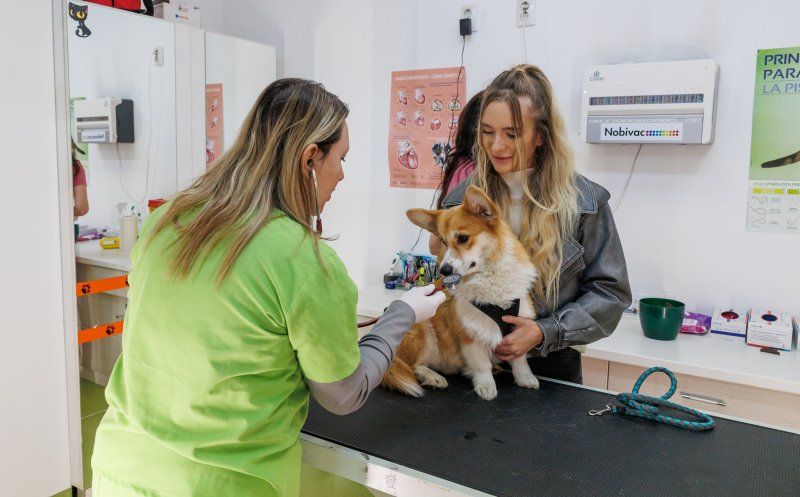 Programul de sterilizare gratuită a câinilor și pisicilor