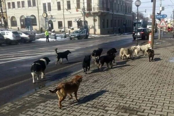 La Huedin, câinii umblă cu covrigi în coadă. Contractul de ecarisaj a fost dat de primarul PNL, la un consilier local PNL