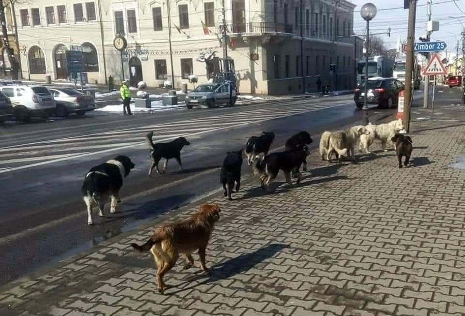 Haită de câini fără stâpân peste drum de Primăria Huedin