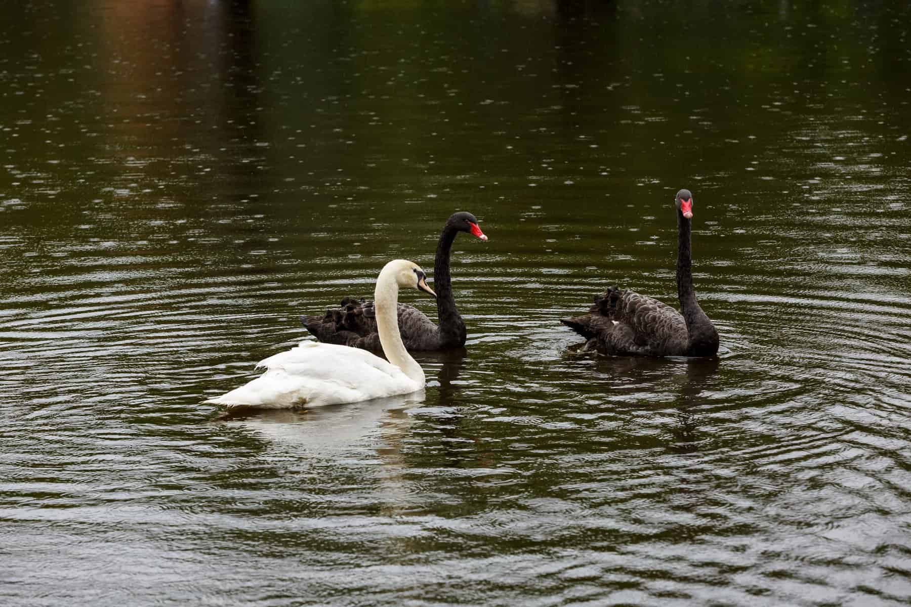 Au revenit lebedele pe Lacul Chios