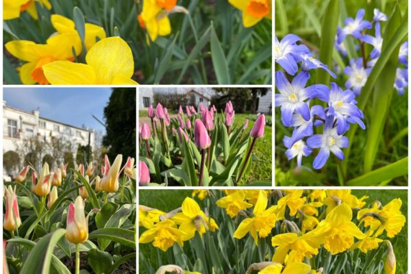 Duminica Floriilor în Grădina Botanică din Cluj. Flori frumoase așteaptă să fie admirate