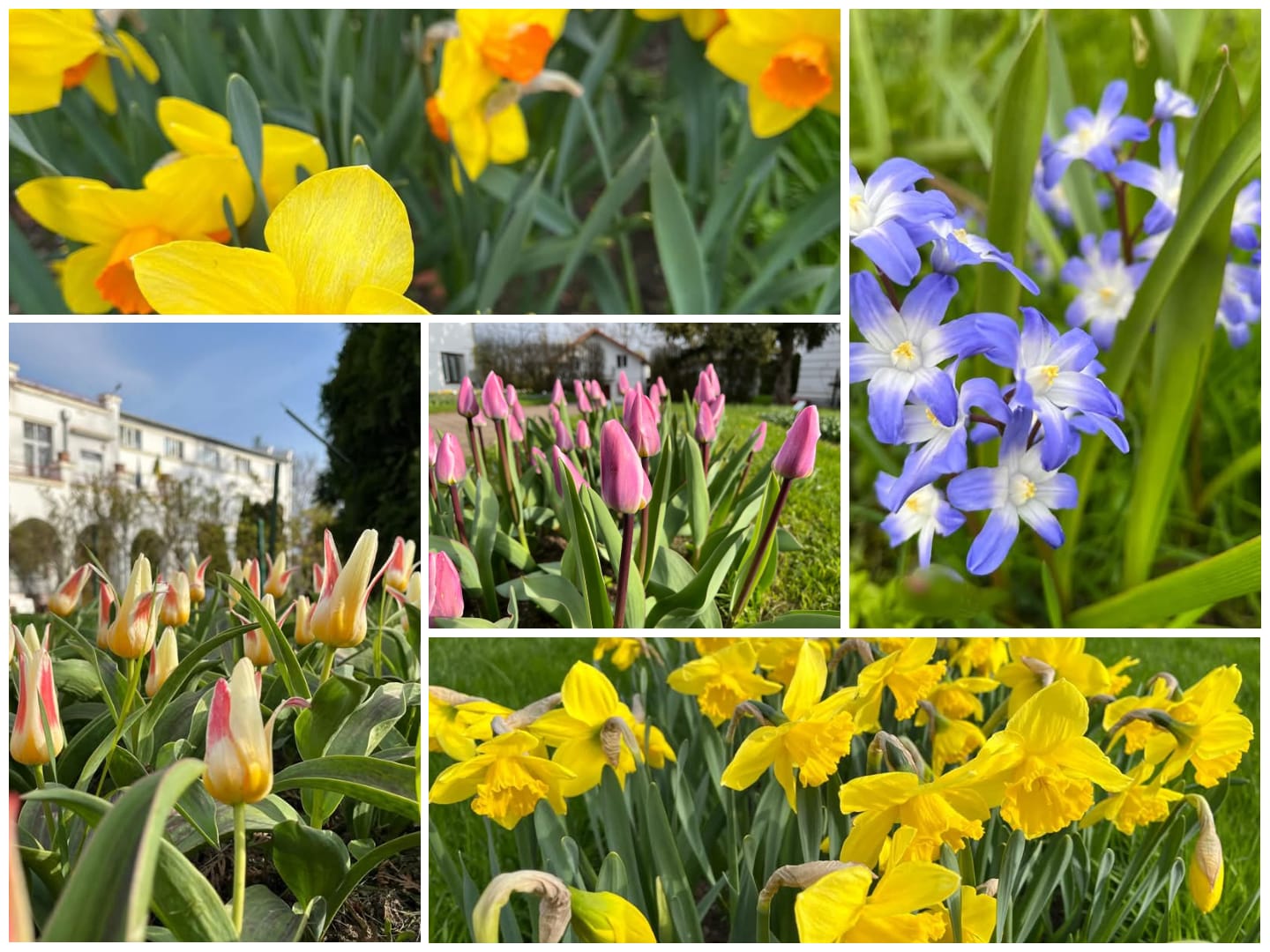Duminica Floriilor în Grădina Botanică din Cluj