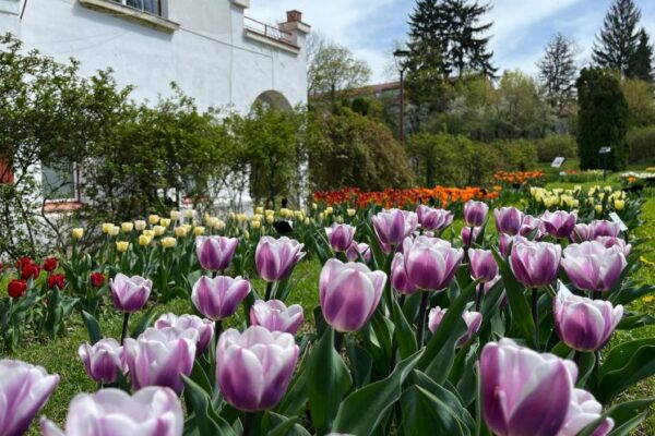 Grădina Botanică îi așteaptă pe clujeni de Paște cu o feerie de flori