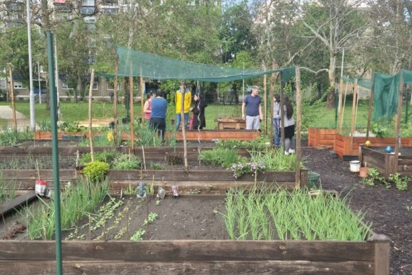 Grădinile comunitare, o idee foarte bună pentru Cluj Napoca. La Debrecen, funcționează foarte bine