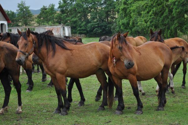 Cai de 10.000 euro furați dintr-o curte din Cluj