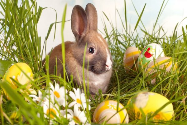 Tradiția Iepurașului de Paște! Care este originea acestui simbol al sărbătorilor pascale