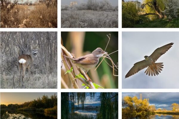 Clujenii așteptați la un tur ghidat sâmbătă prin „Delta Clujului” – Parcul de Est