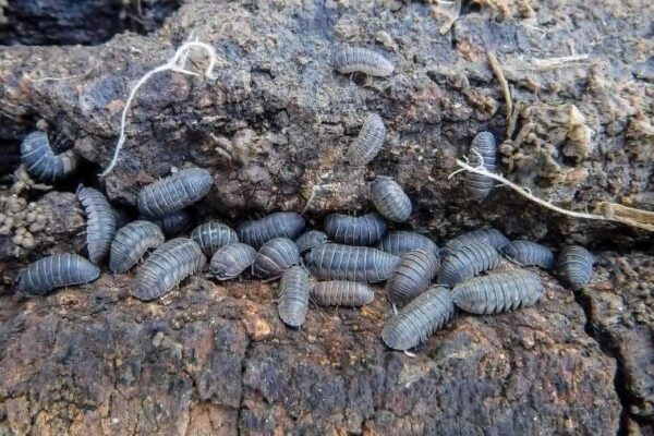 Sanitarii pământului. Micile insecte care se hrănesc cu metale grele precum plumbul, cadmiul și arsenicul și lasă pământul curat