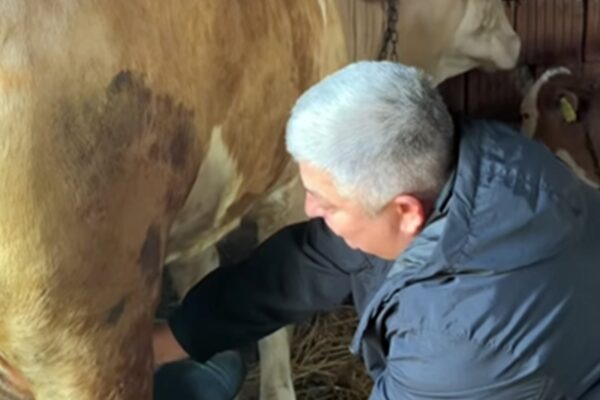 Crin Antonescu nu avea cum să câștige Clujul. În ziua alegerilor, Tișe a fost să mulgă vaca