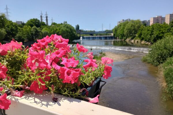 „Podul de flori” din Grigorescu, noua zonă instagramabilă a Clujului