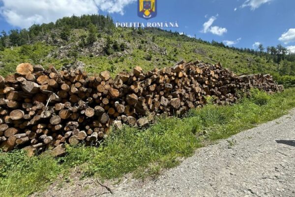 Depozite ilegale de lemne la Cluj! Încă o lovitură pentru mafia lemnului