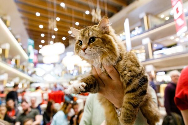 Pisica Transilvană va putea fi admirată la Iulius Mall Cluj, în cadrul WCF International Cat Show
