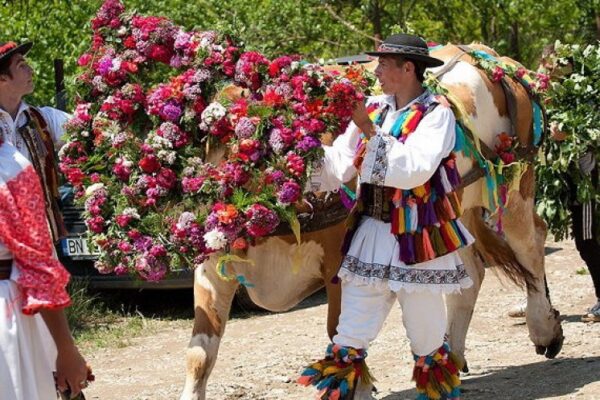 Cele mai frumoase tradiții de RUSALII! Ce reprezintă „împănatul boului” – obicei unic în Transilvania