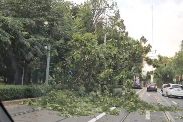 Vijelia a făcut ravagii la Cluj: arbori căzuți peste mașini, incendii și animale electrocutate