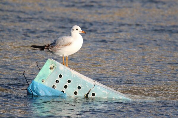Clujenii nu mai suportă pescărușii! „Urlă parcă în batjocură”