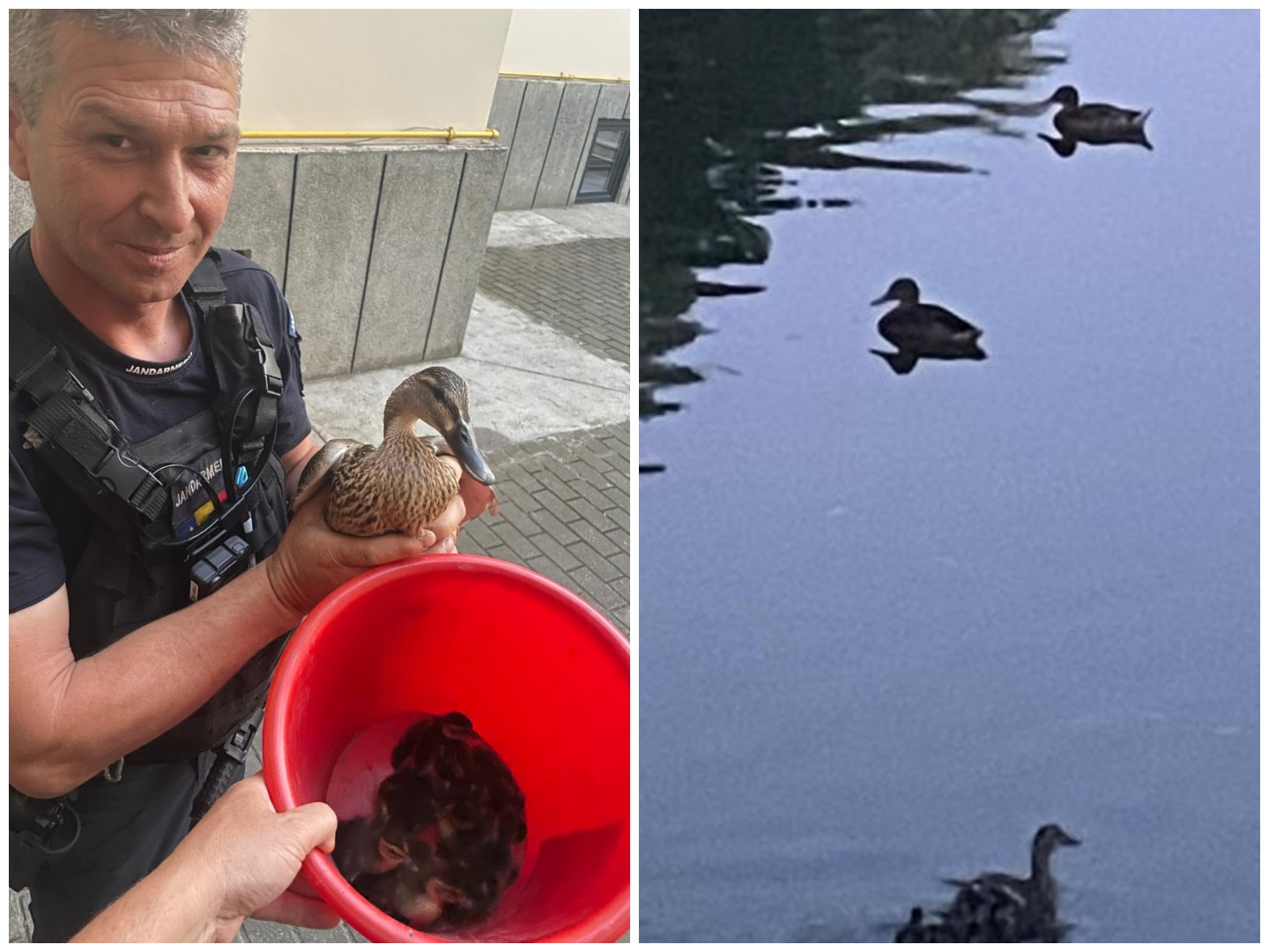 Familie de rățuște a fost salvată de jandarmii clujeni