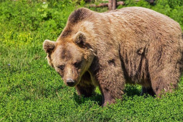 Încă un urs surprins dând târcoale într-o comună din Cluj