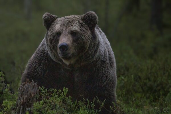 Urs periculos surprins într-o comună din Cluj. S-a anunțat RO-ALERT!